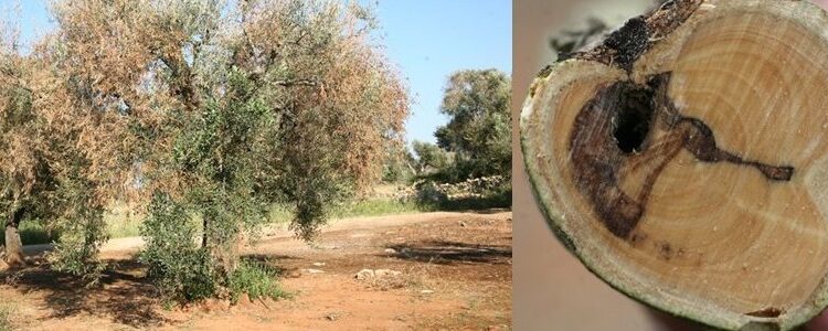 Xylella, prorogati i termini per le lavorazioni obbligatorie dei terreni