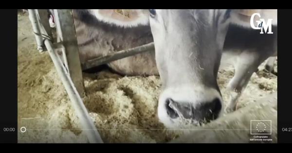 Dalle mani ai sensori: nelle campagne nocesi l’allevamento entra nell’era digitale Dalle mani ai sensori: nelle campagne nocesi l’allevamento entra nell’era digitale