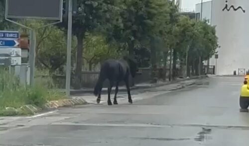 Un cavallo senza custodia semina stupore nel centro abitato