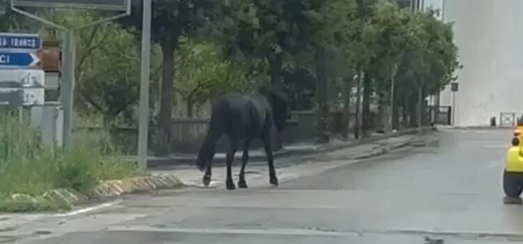 Un cavallo senza custodia semina stupore nel centro abitato