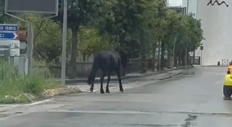 Un cavallo senza custodia semina stupore nel centro abitato Un cavallo senza custodia semina stupore nel centro abitato